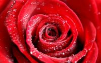 Red-Rose2