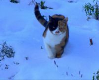 Quinn in the Snow