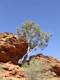 the outback
