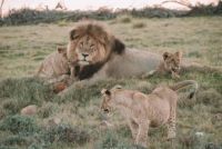 Pride of Lions 02