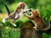 cute-cat-pictures-11-high-resolution-wallpaper