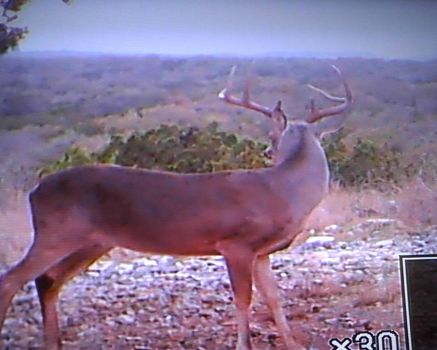SW Texas Buck
