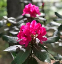 Rhododendrons blooming in Oak Ridge, Tennessee