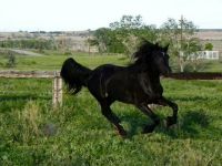 Friesian Tennessee Walking Horse  www.equinenow.com