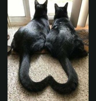 Tails Make A Heart