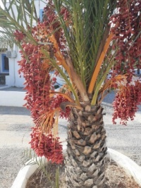 Palm tree in Rhodes, Greece
