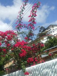 Bourganvillia
