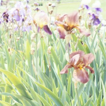 Theme, flowers: iris