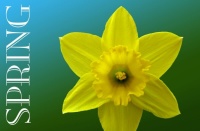 daffodil 3_6482