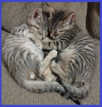 Bethanie's Kittens