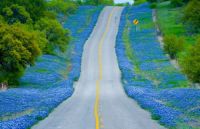 TX Hill Bluebonnet Tour