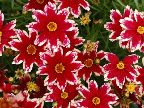 Coreopsis_Ruby-FrostZ for SunnyBarb