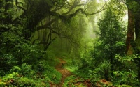 A forest is alive, it never gives up, and grows stronger thru death and rebirth. We need to keep that cycle strong.