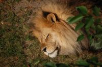 King of Beasts