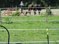 making hay the old way