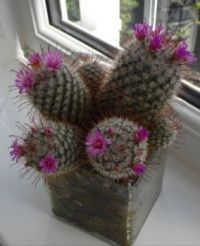 My cactus again in flower.