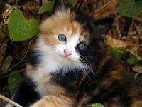 sweet kitten