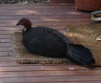 Bush Turkey at home on our doormat
