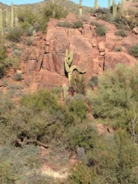 Adventurous Cacti