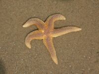 Starfish Mablethorpe Beach Lincolnshire UK