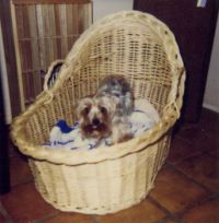 Yorkie in a Basket