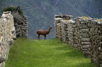 Llama at Machu Picchu Ruins