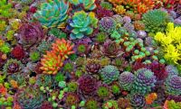 Colorful Succulents