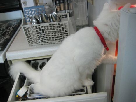 Fancy! Get out of there! Hmmmm, what looks good.