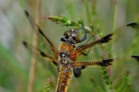 libelle