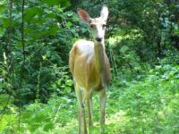 A Deer in our Yard