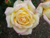 rose at blenim
