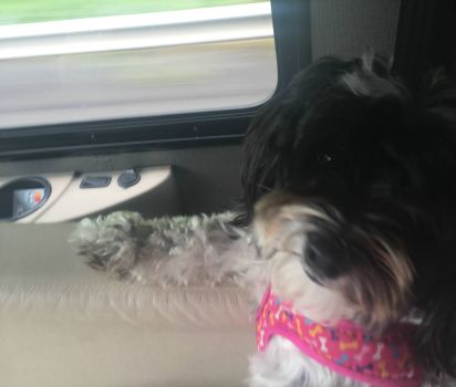 charlee riding in the Motorhome