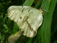 "Morpho-Luna" (Butterfly), Maximilian-Park, Hamm, Germany