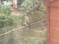 The Neighborhood Hawk