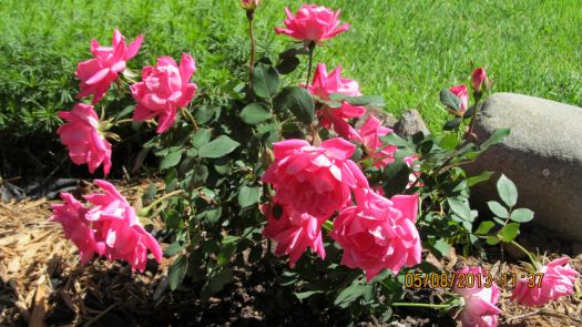 New Knock-out rose bush
