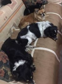 4 couch potatoes