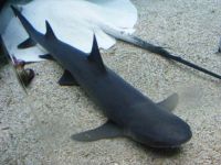 Shark and White Stingray - Noumea Aquarium
