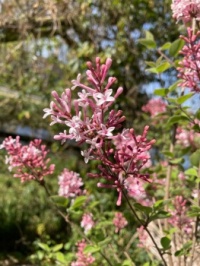 3208 In my garden