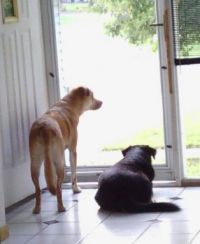 doo doo doo lookin' out my front door