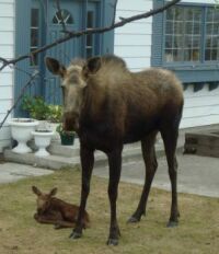 Baby Moose 