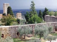 Olive trees, Tuscany