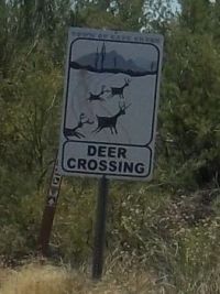 Theme - Funny Signs - Petroglyph Deer Crossing Sign