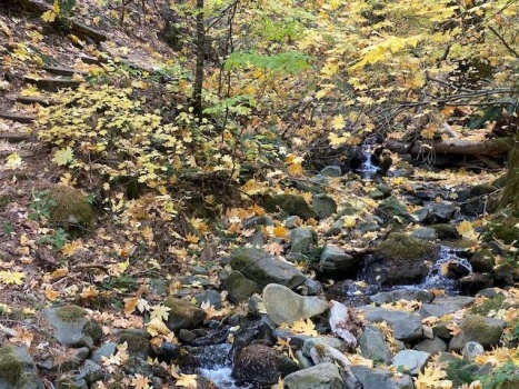 Autumn river walk - 1 of 1