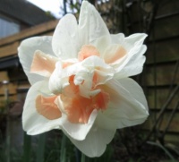 Daffodil in the back garden