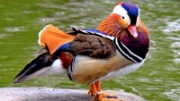 Beautiful Birds of the World 🌎