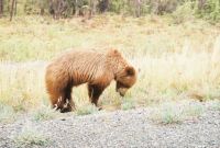Bear in Alaska