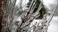 Tree in Ice Storm