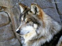 Mexican wolf