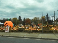 A pumpkin market in Duluth, MN