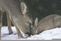 bambi and thumper